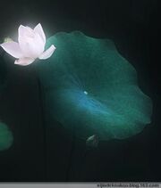 月下静荷.jpeg