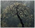 2013年4月9日 (二) 06:49的版本的缩略图