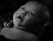 BabehRipper