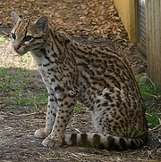 Ocelote.png