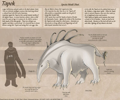 Tapok copy