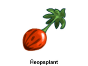 Fruut-Kheopsplant