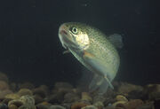 RainbowTrout