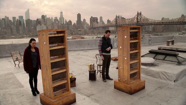 File:Brownstone roof bees.jpg