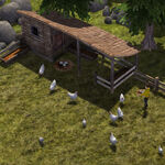 WhiteChickens.jpg