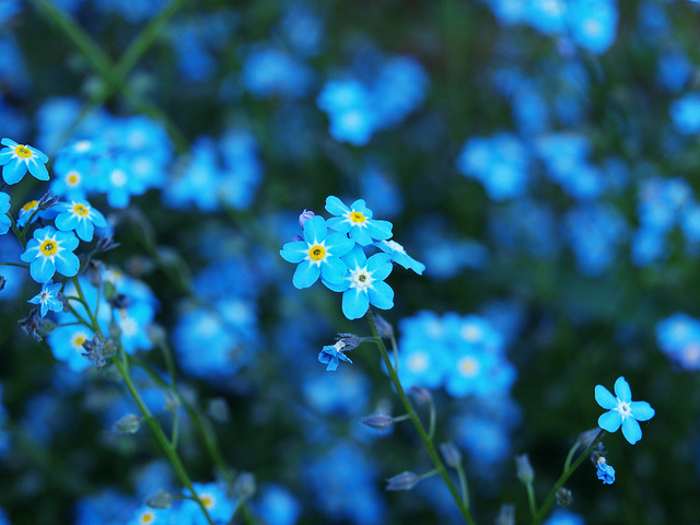 Blue Flower Names Image Blue Flowers Names 13 Jpg Barbie S Wiki Fandom