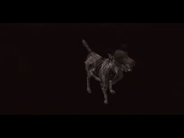 Ghost dog