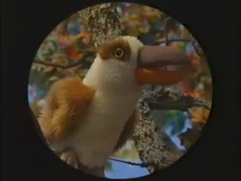 Kookaburra