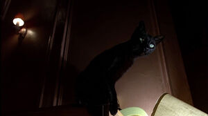 Miss Kitty