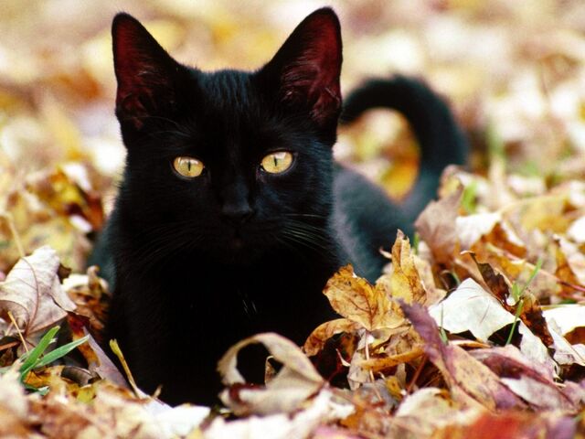 File:Meow.jpg
