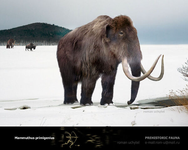 File:Woolly Mammoth.jpg