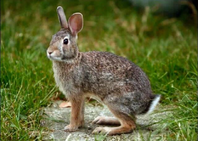 File:Rabbit.jpg