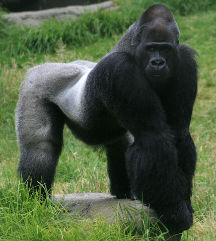 File:Gorilla.jpg