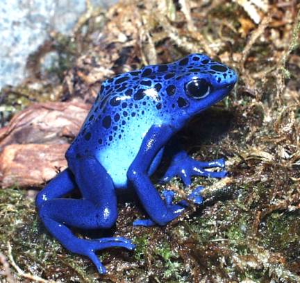 File:Bluepoison.jpg