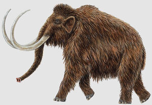 Woolly Mammoth