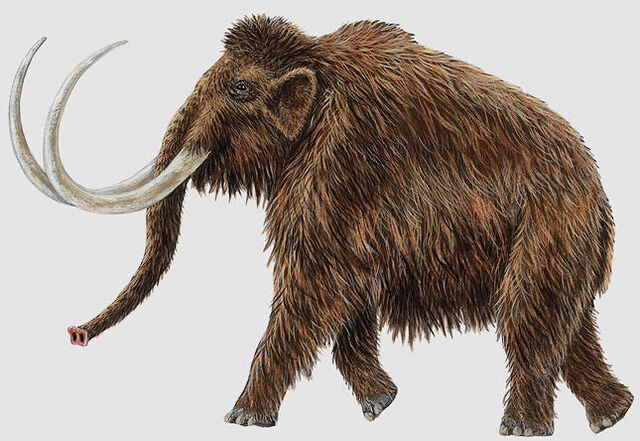 File:Woolly Mammoth.jpg