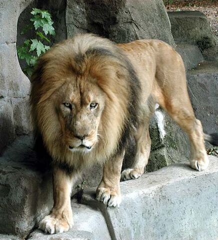 File:Lion.prowl.jpg