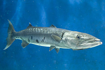File:Great Barracuda.jpg