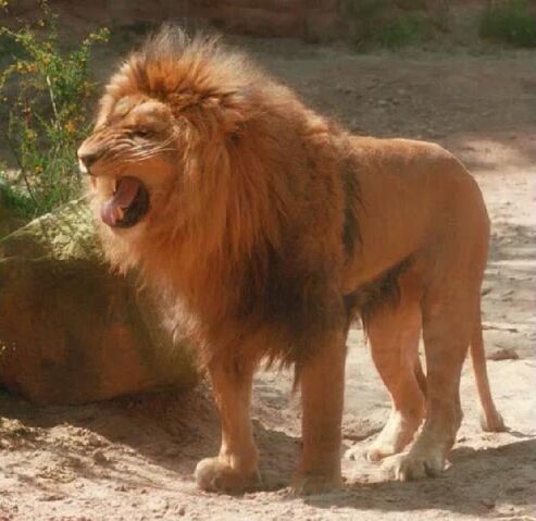 File:Lion.jpg