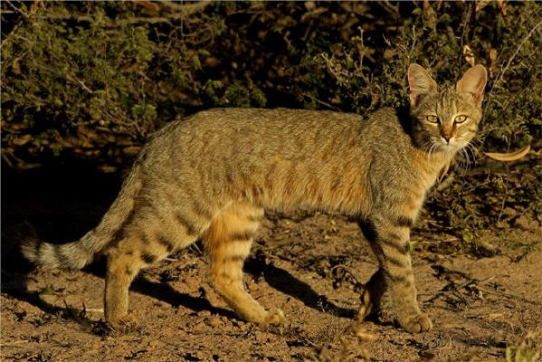 File:African wild cat.jpg