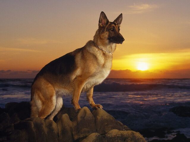 File:German-shepherd1.jpg