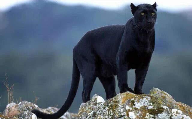 File:Black Panther.jpg