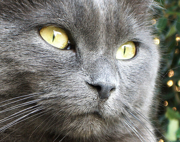 File:AimdeLaRousse Pavot.jpg