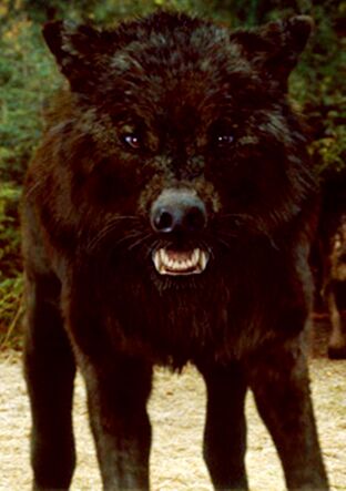 Wolf3x