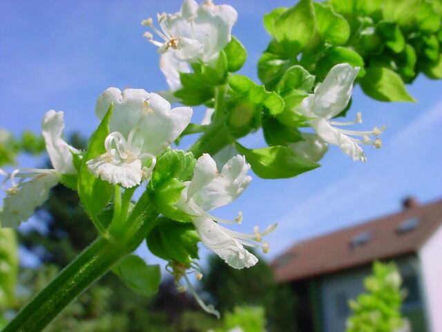 Fișier:Ocimum basilicum.jpg