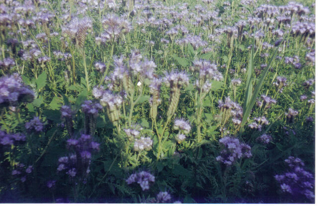 Fișier:Facelia-planta melifera.jpg