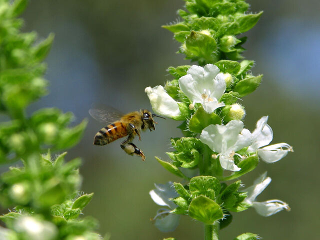 File:Bee pd6.jpg