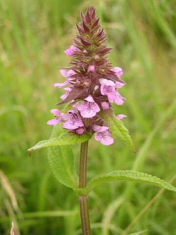 Fișier:Stachys palustris.jpg