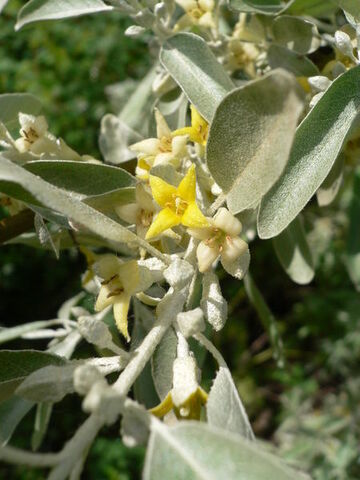 Fișier:Elaeagnus angustifolia.jpg
