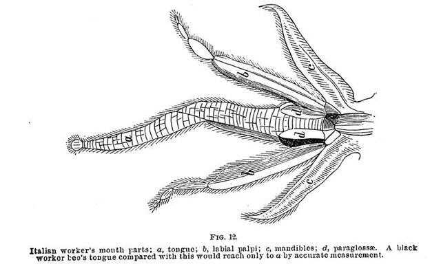 Fișier:Italian bee.jpg