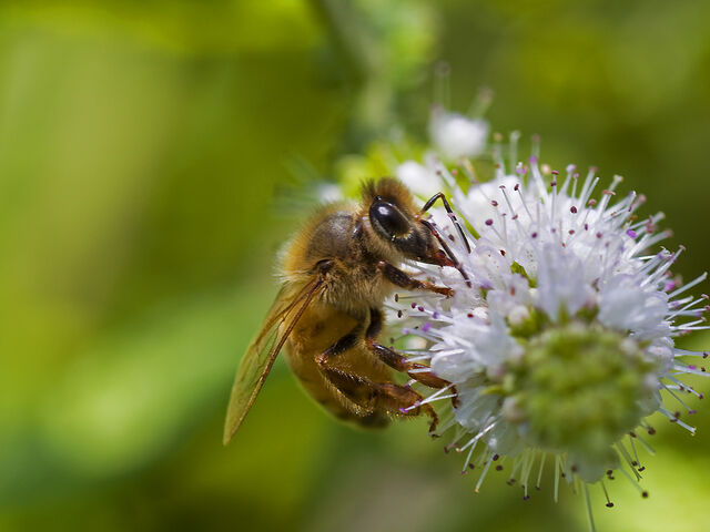 File:Bee pd9.jpg