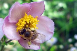 Bee collecting Pollen