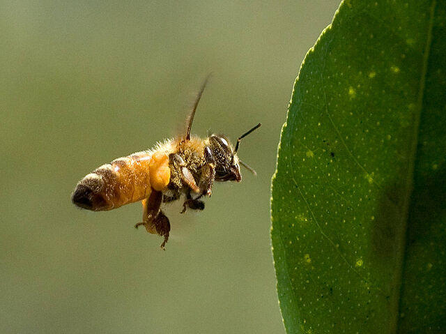 File:Bee pd5.jpg