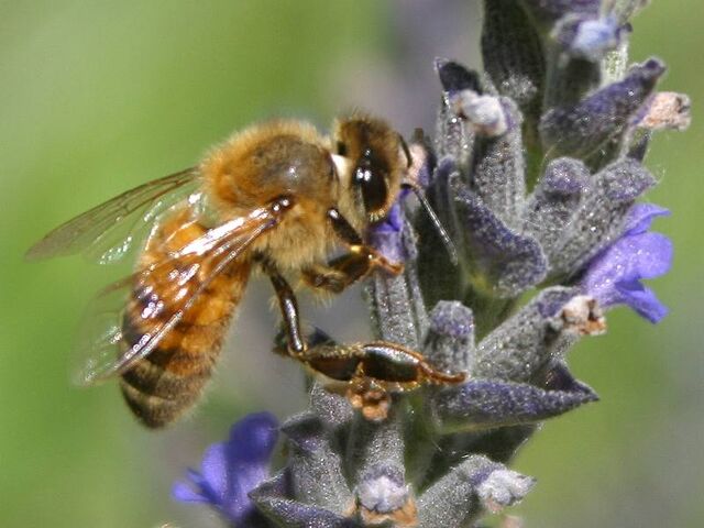 File:Bee pd7.jpg