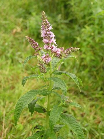 Fișier:Mentha longifolia.jpg