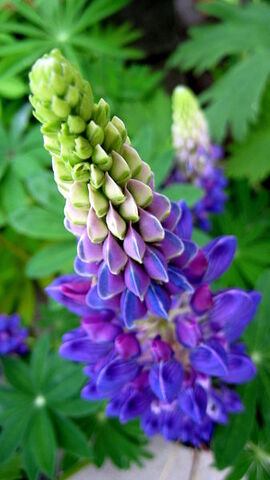 Fișier:Young Lupinus perennis.jpg
