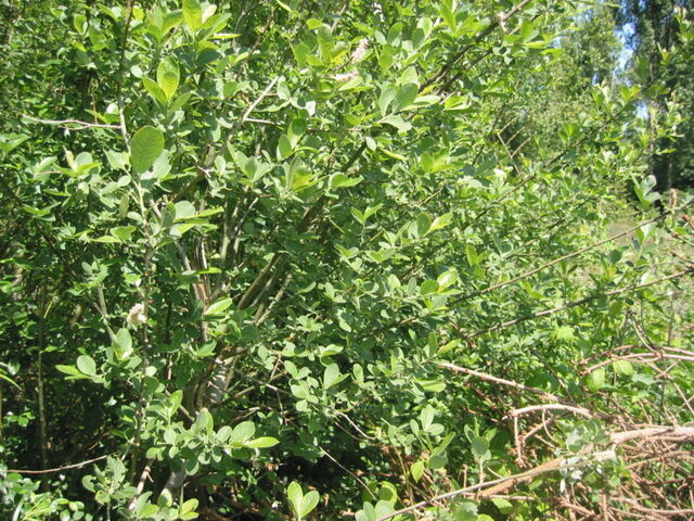 Fișier:Salix cinerea.jpg