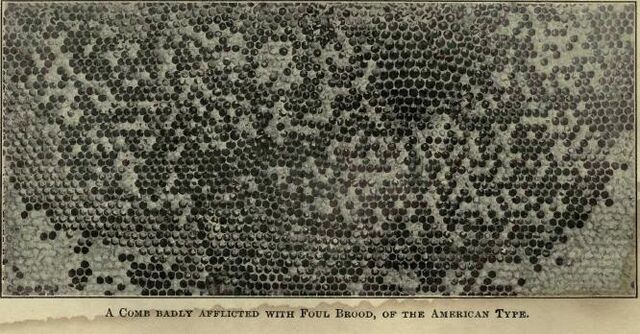 Fișier:Foul brood.jpg