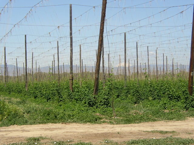 File:Yakima-Valley-Hop-Yard.jpg