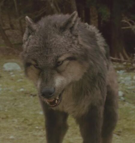 File:Paul-wolf.jpg