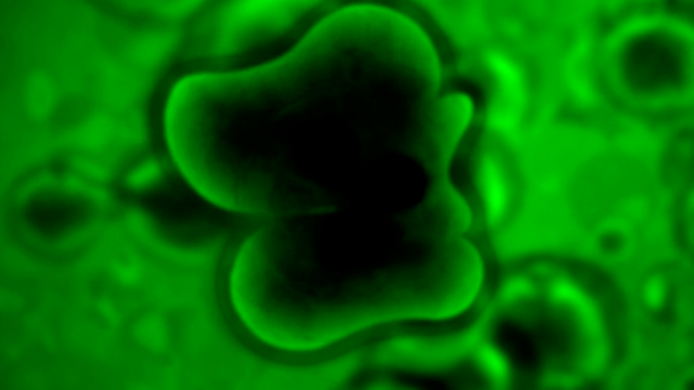 File:PPr (302).png