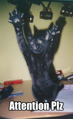 File:Funny cat pictures 020.jpg