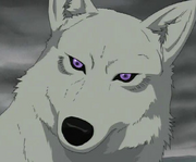 MuaWolf