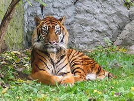 Panthera tigris sumatran subspecies