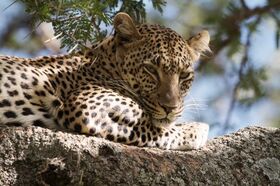 Leoparddd