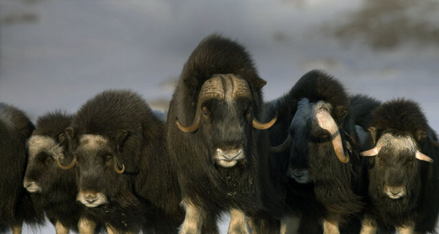 File:Bing 25.1.2011.jpg